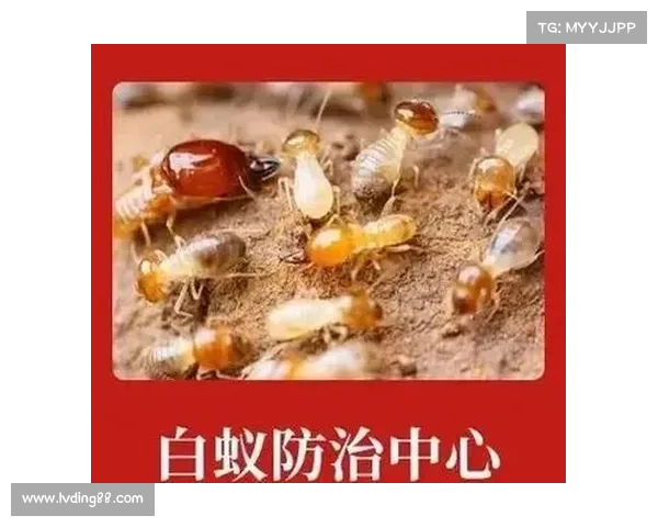 隐匿洞穴行动中的技术创新及其应用探索与发展路径 隐匿洞穴行动中的技术创新及其应用探索与发展路径